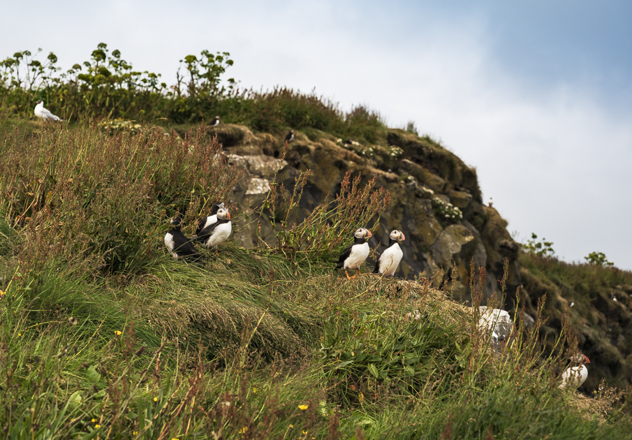 Puffinfelsen