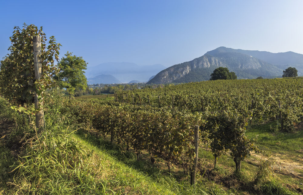 Iseosee - Weingut Barrone Pizzini