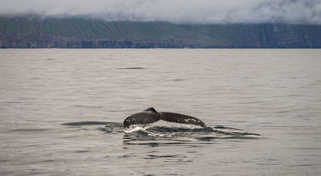 Whale Watching - Mit dem Tele geht es besser