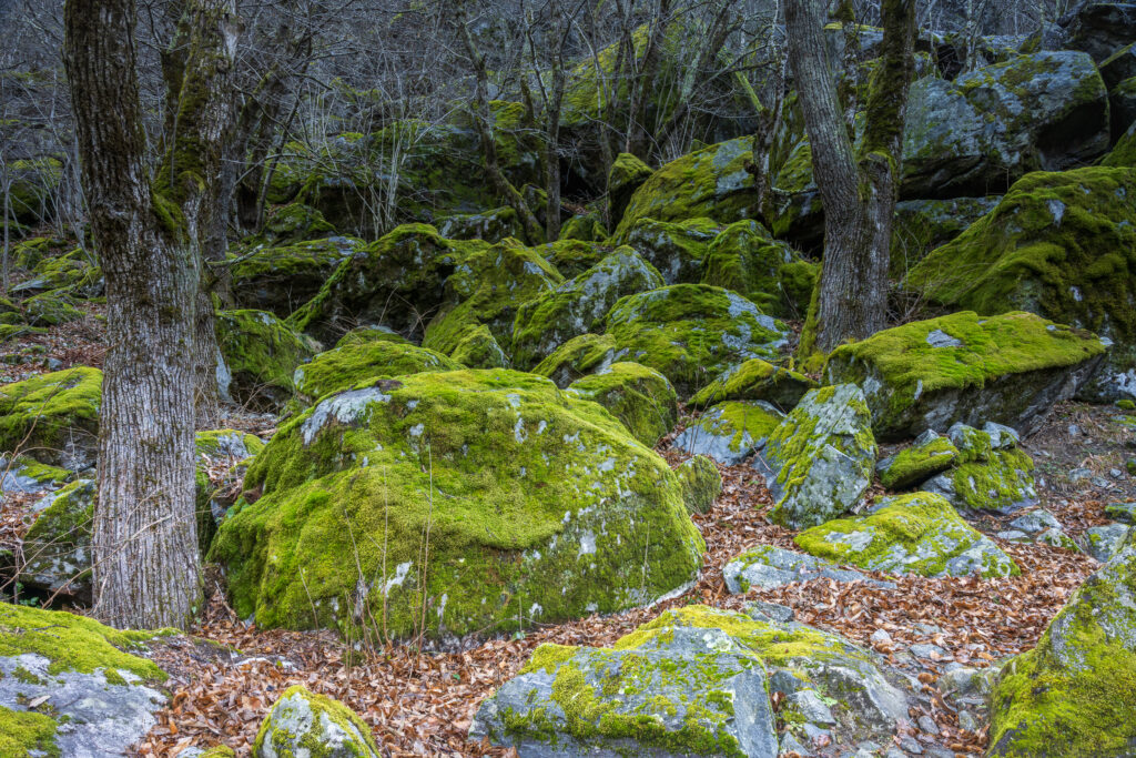 Wald Sabbione Die Felsen im Wald von Sabbione