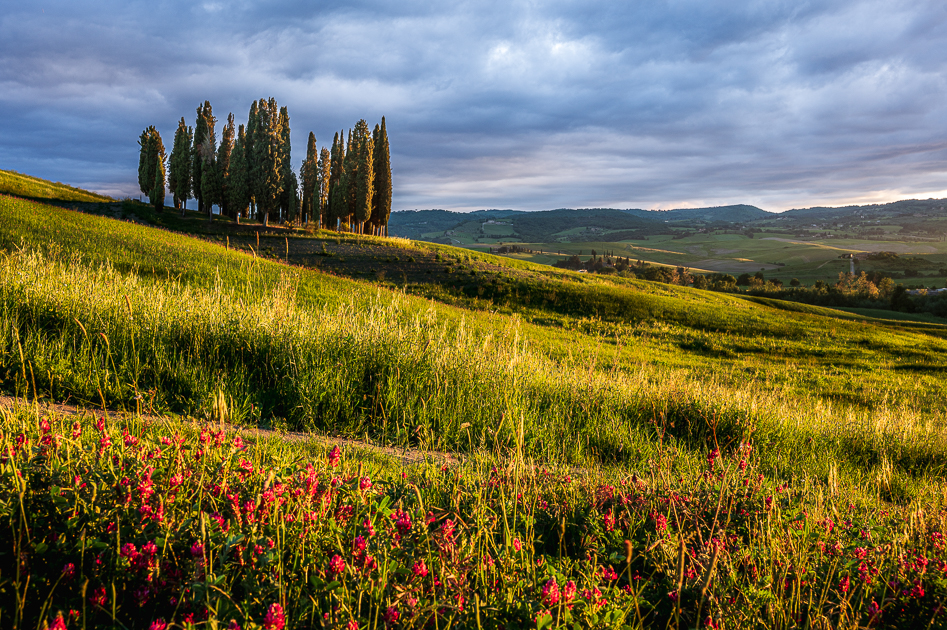 Zypressenwäldchen bei San Quirico im Sonnenuntergang