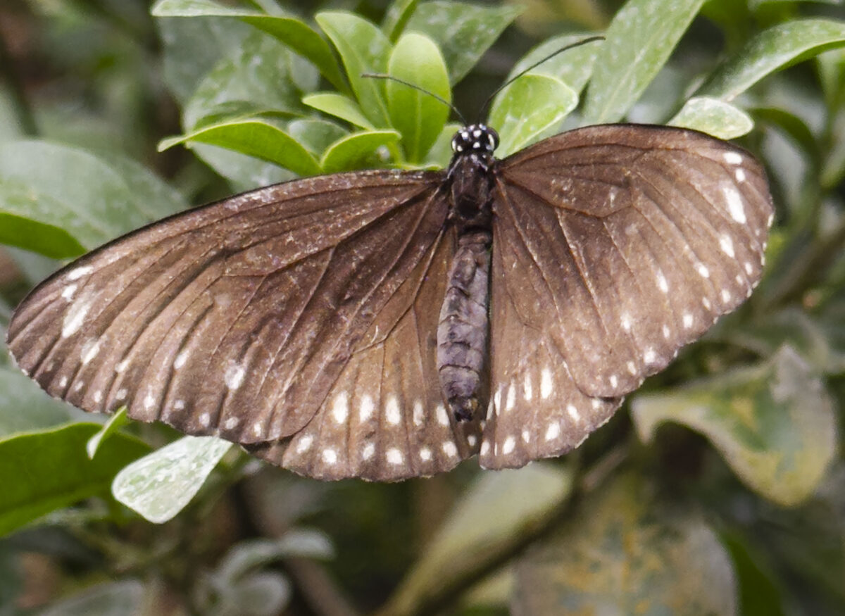 Papiliorama - Schmetterling