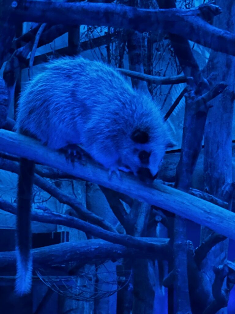 Papiliorama - Nocturama