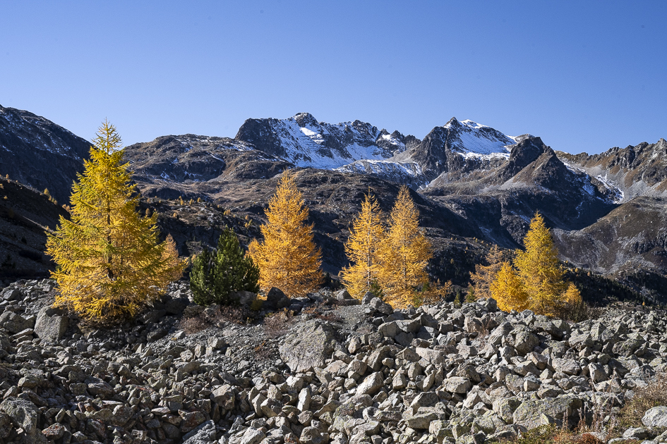 Goldene Lärchen am Albulapass