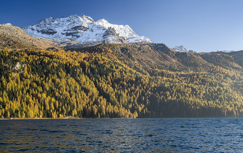 Von der Abendsonne beschienene goldene Lärchen am Silvaplanasee