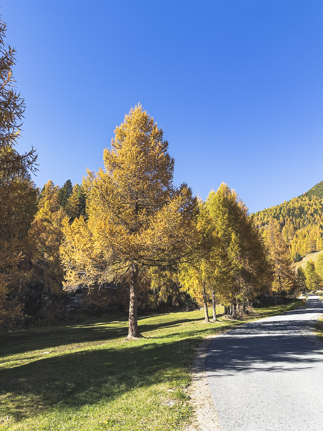 Ein Weg gesäumt von goldenen Lärchen