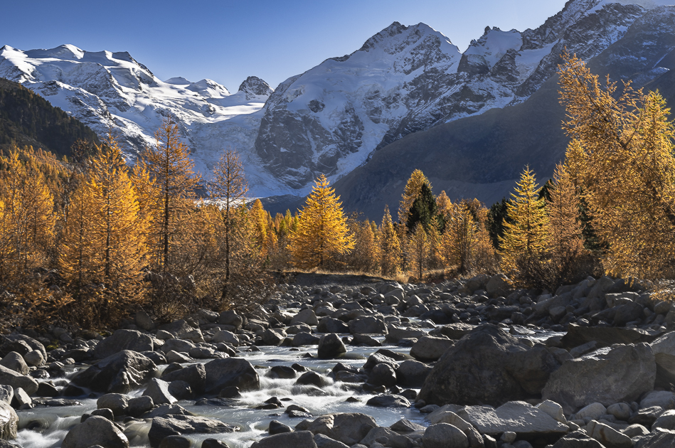 Goldene Lärchen vor dem Morteratschgletscher