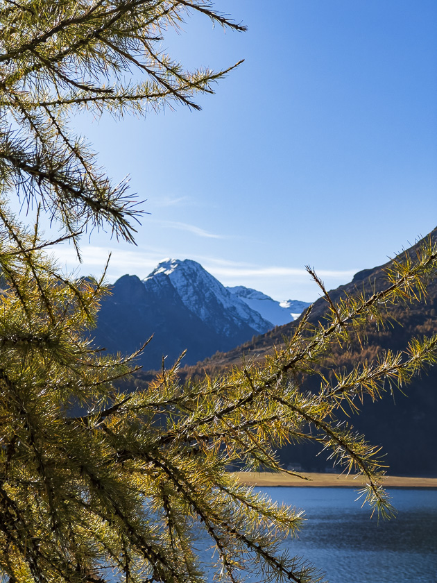 Blick durch Lärchenäste auf die Berge
