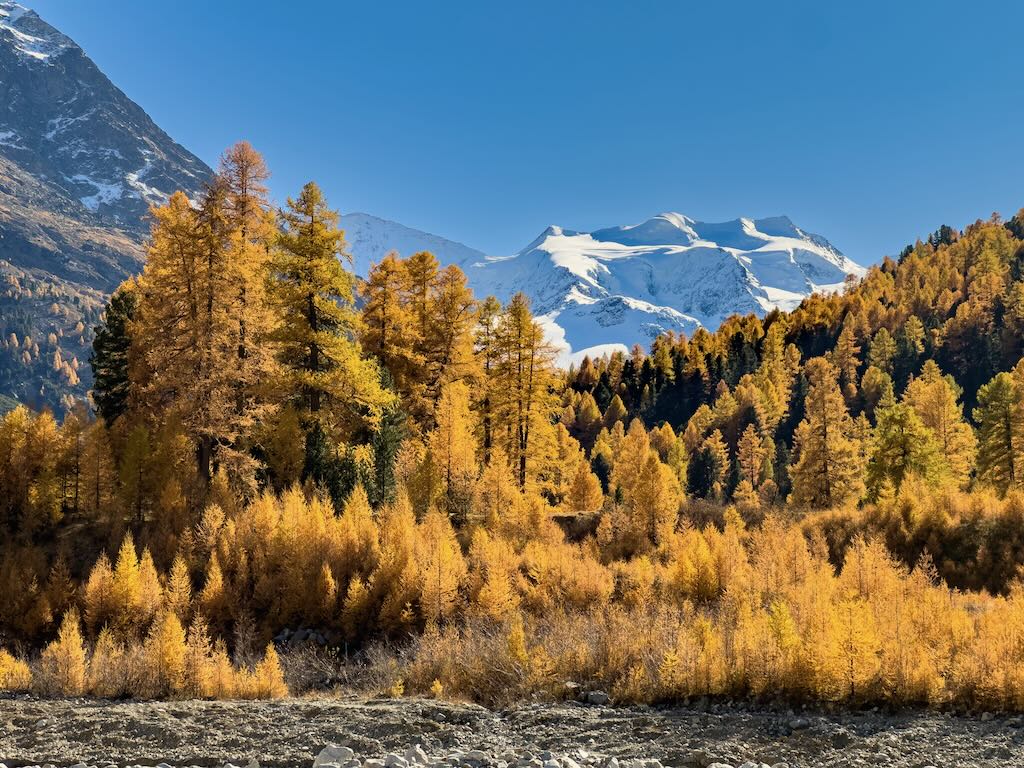 Blick vom Ova de Bernina zum Morteratschgletscher, der hinter den goldenen Lärchen hervorschaut
