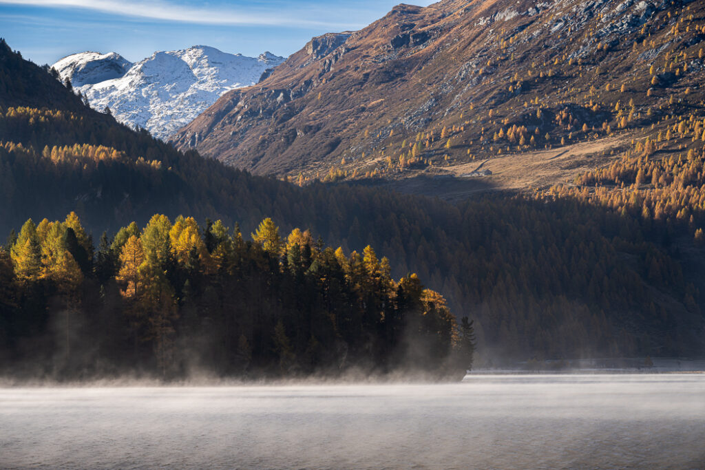 Lärchen am Ufer des Silsersees mit einem der Schneeberge im Hintergrund
