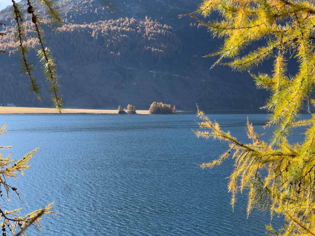 Isola im Silsersee mit Lärchenästen im Vordergrund